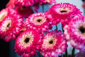 Gerbera pink   