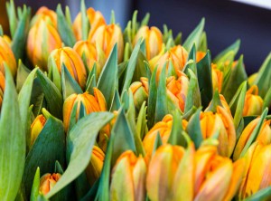 Tulpen orange   